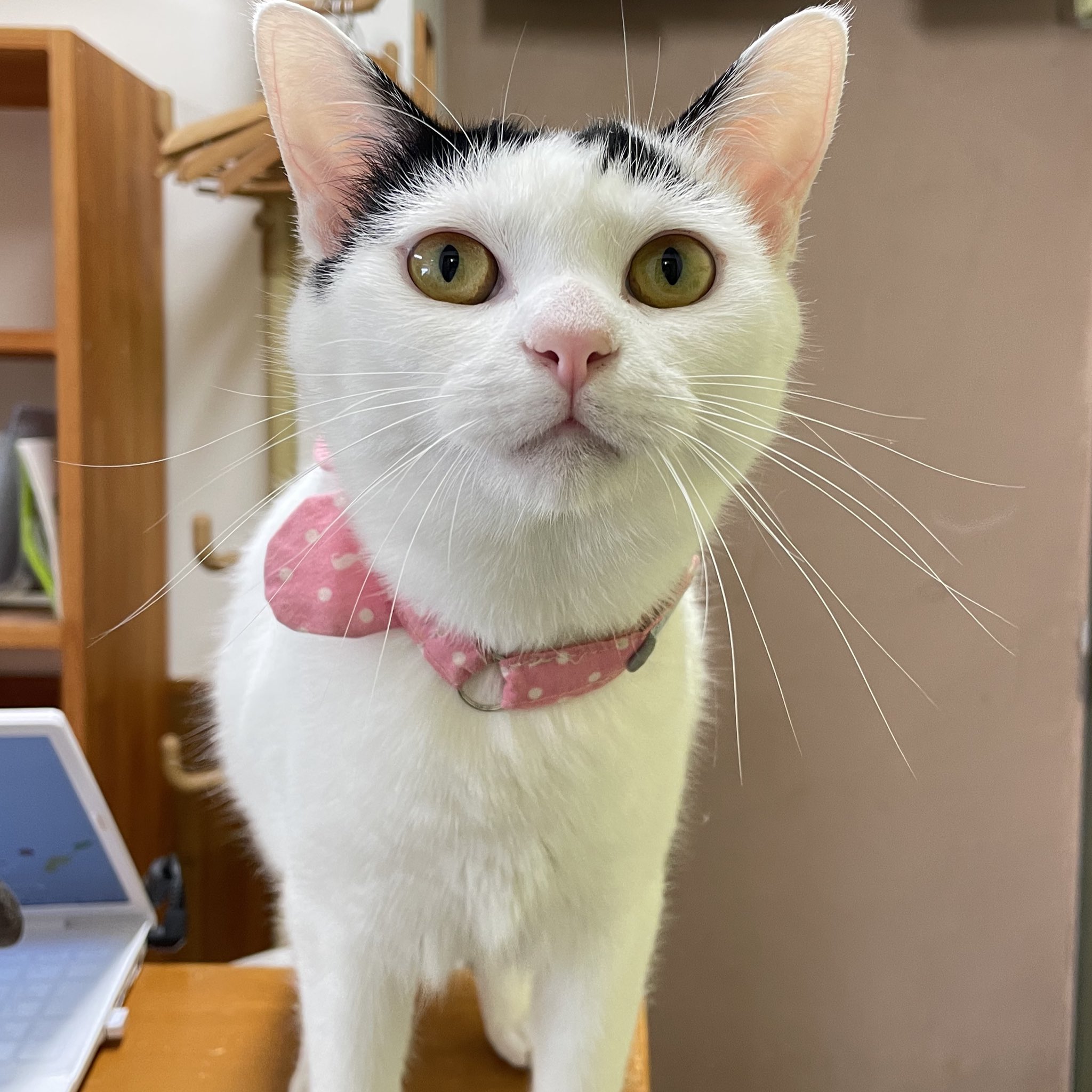 cat'scafeねこじゃらし on X: 