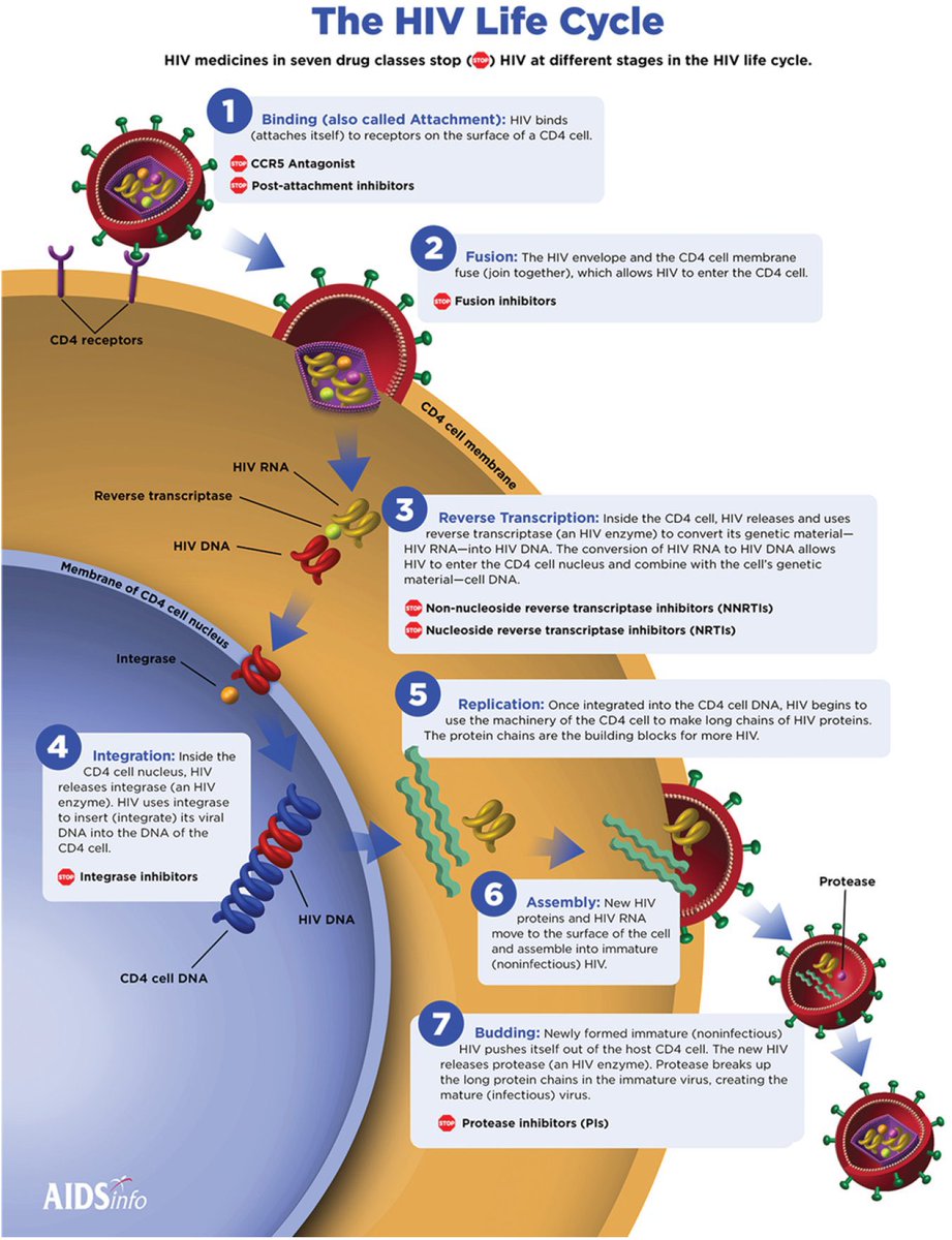 SciencNews's tweet photo. HIV Life Cycle and HIV Drug Classes

@ManualOMedicine #MedEd #MedX #HIV https://t.co/rSis9YDWBM
