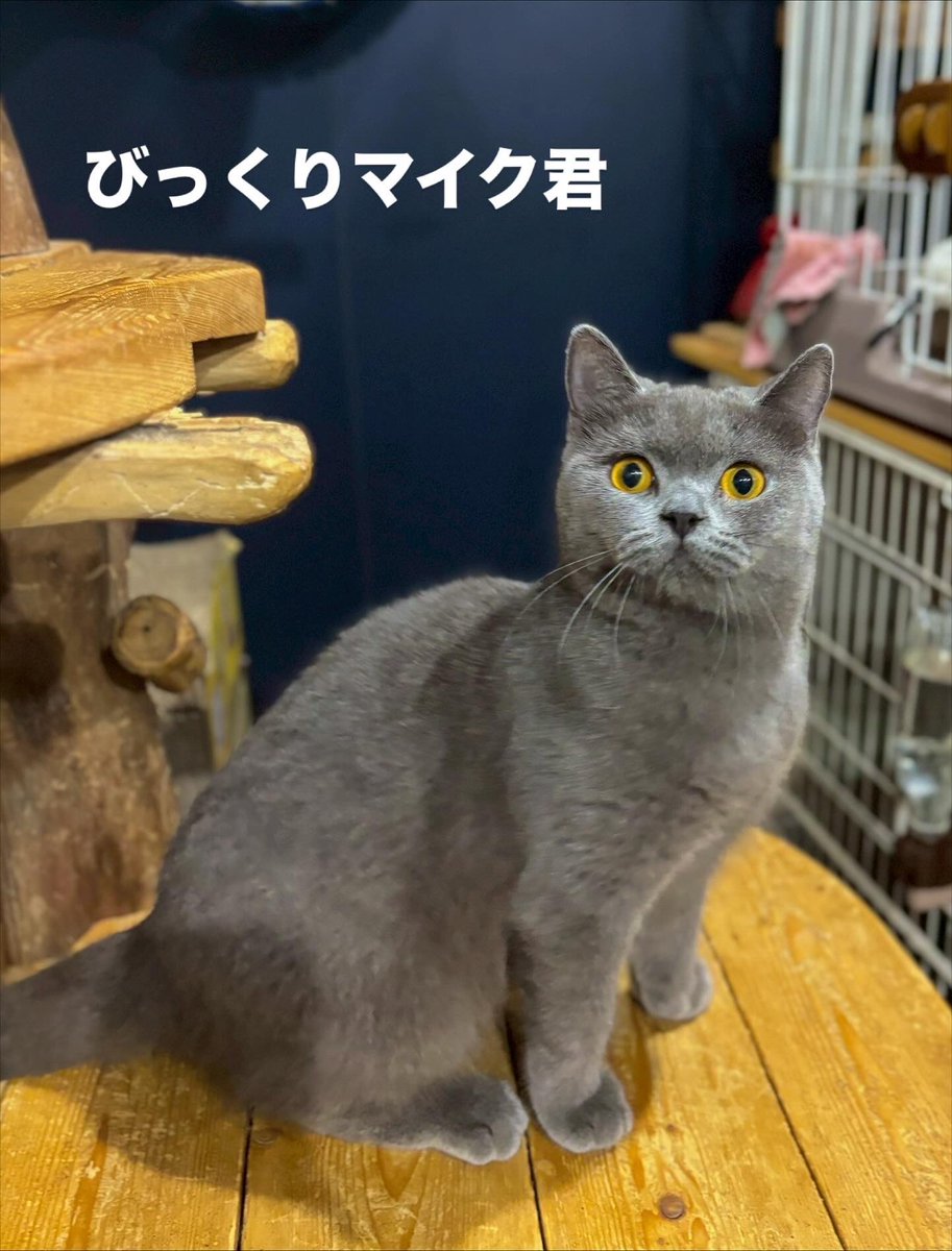 nekono_ki's tweet image. スタッフが夜中の時間
私が早朝5時過ぎから捜索しておりますが
未だに見つかっておりません😖😖

淀川警察にも近隣のマンションや営業所様に
チラシを配布してもらえる様にお願いをしました！
今日で3日目
お腹も空いてるでしょうし
知らない場所で怖い思いをしてると思います｡｡｡…