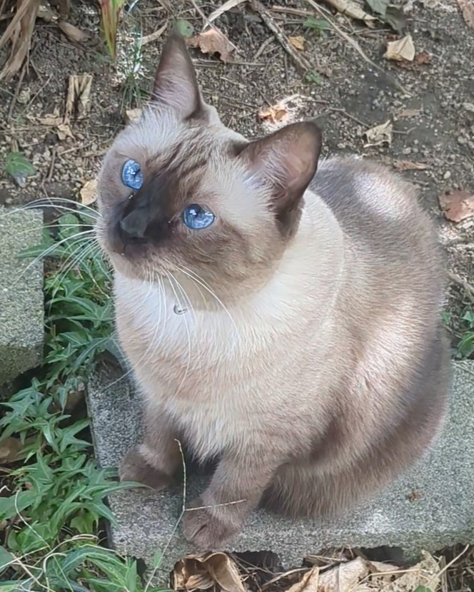 コニャ😺🐾