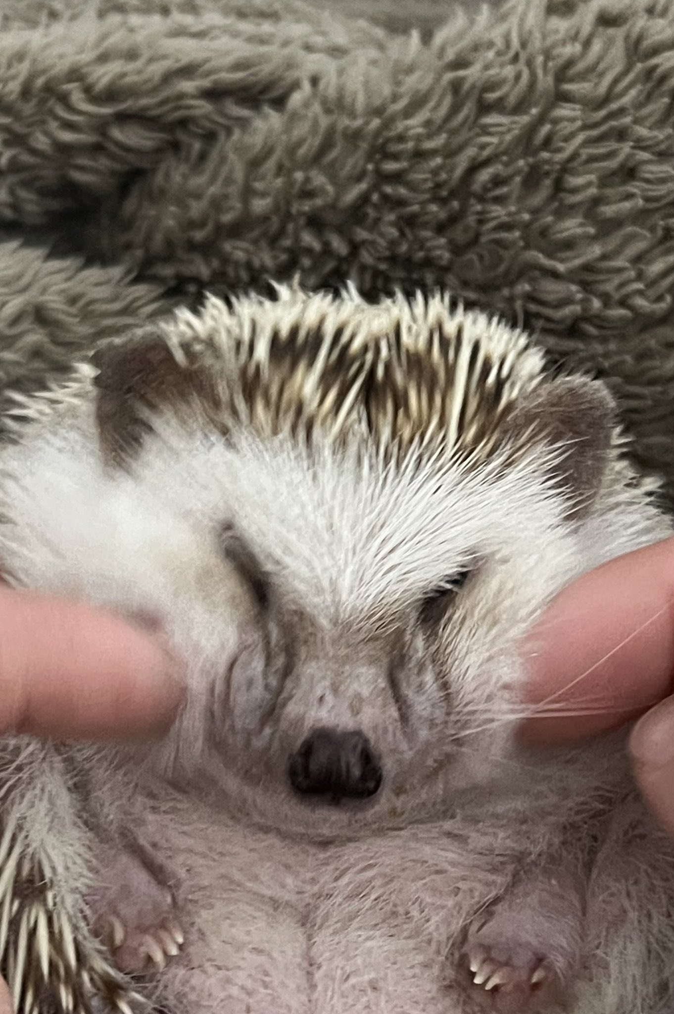 もふもふページ MK8DX - 150cc Lounge 2v2 FFA | 1/30/21 | Mario Kart Central