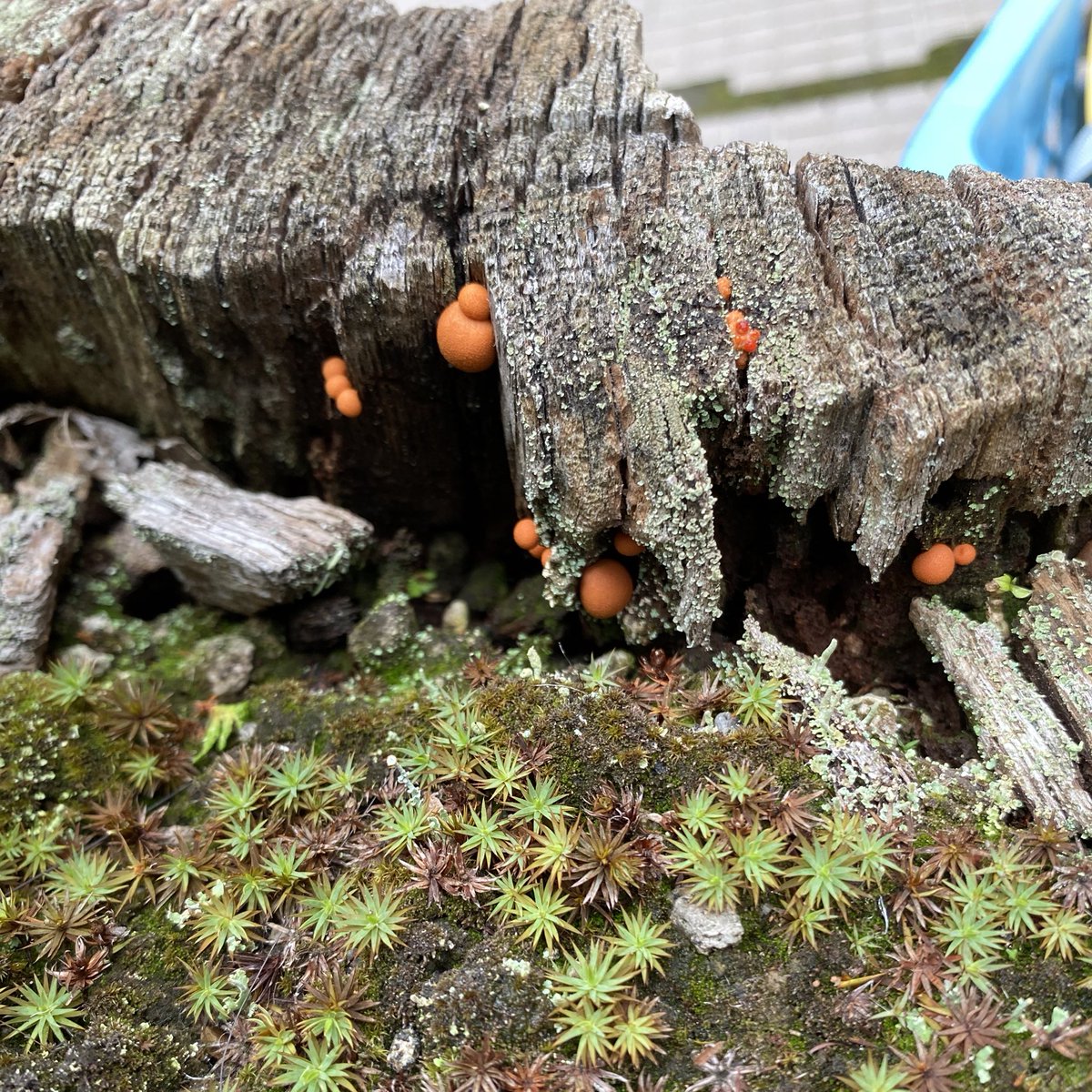 tmk_exforest's tweet image. こんにちは、昨晩から気温が下がり今日は1日涼しい様子です。事務所の玄関先の植え込みにまだやわらかいマメホコリが生えていました。秋らしいですね!