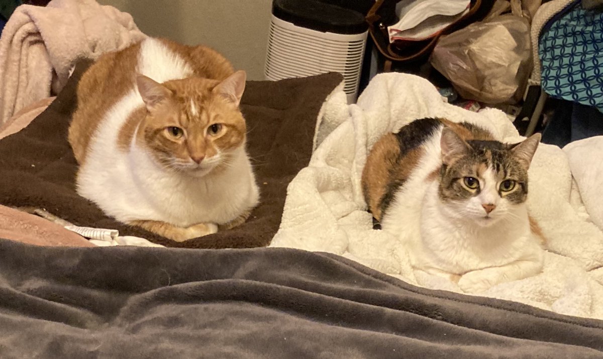 MoogleHou's tweet image. Woohoo! Marmalade and Cali are also celebrating the Houston Astros victory!

We’re thrilled that Houston won the Silver Boot again! Astros stay the best Major League Baseball team in Texas!

#BuiltForThis @Astros #SilverBoot