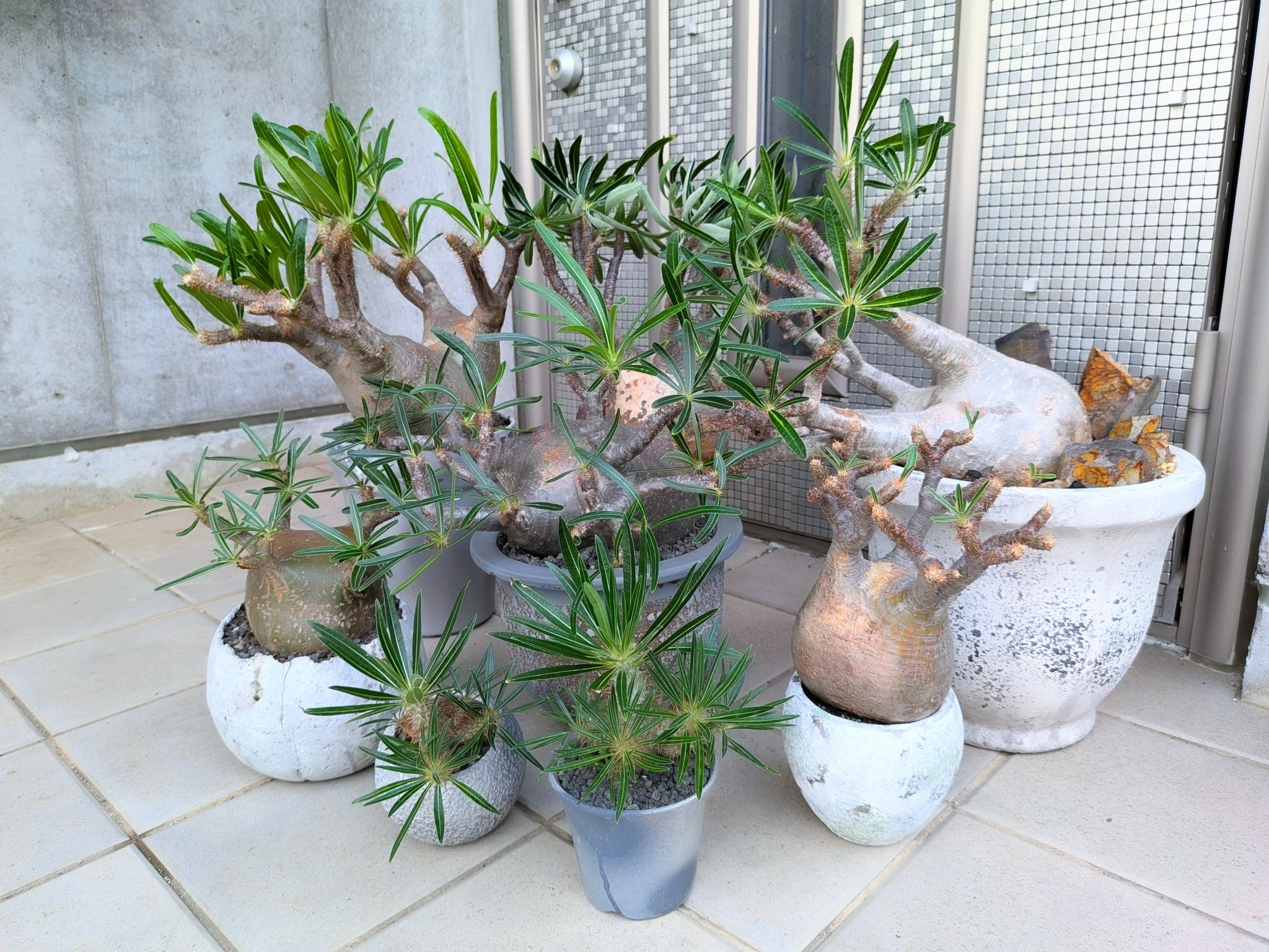 サマーセール品 パキポディウム グラキリス ベアルート 美株_8 サマー