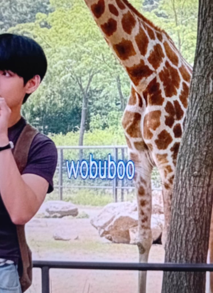 Wobuboo tweet media