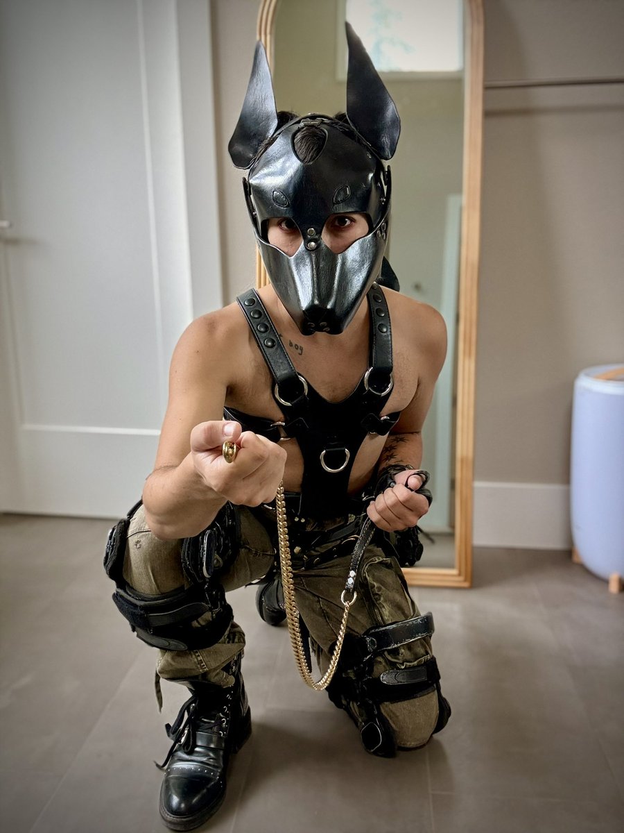 lostboystraydog's tweet photo. You want me to put a leash on you? You want another dog to push you around at the dog park? Hahaha, that's so cute. Fine, let's go. https://t.co/ZLHl9MnS6l