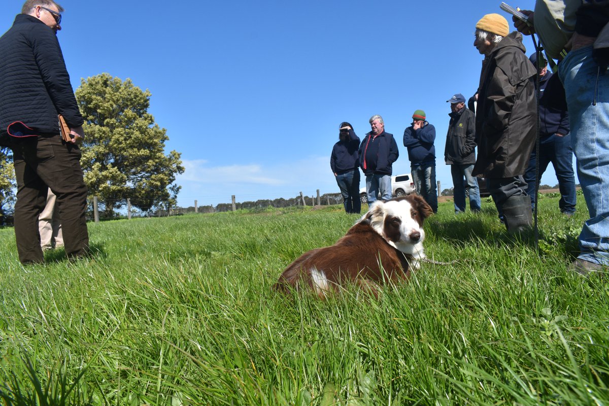 Grassland Society tweet media