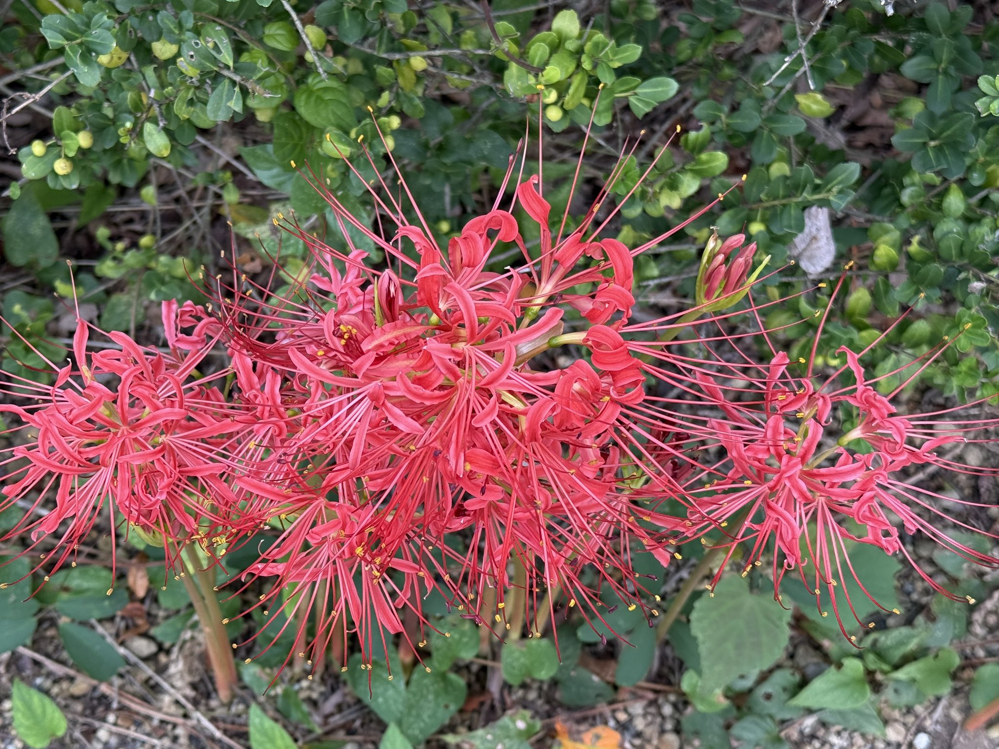 ♕ “ 春のお彼岸 特価 ” です♬ かなりのリピート販売♡人気の \