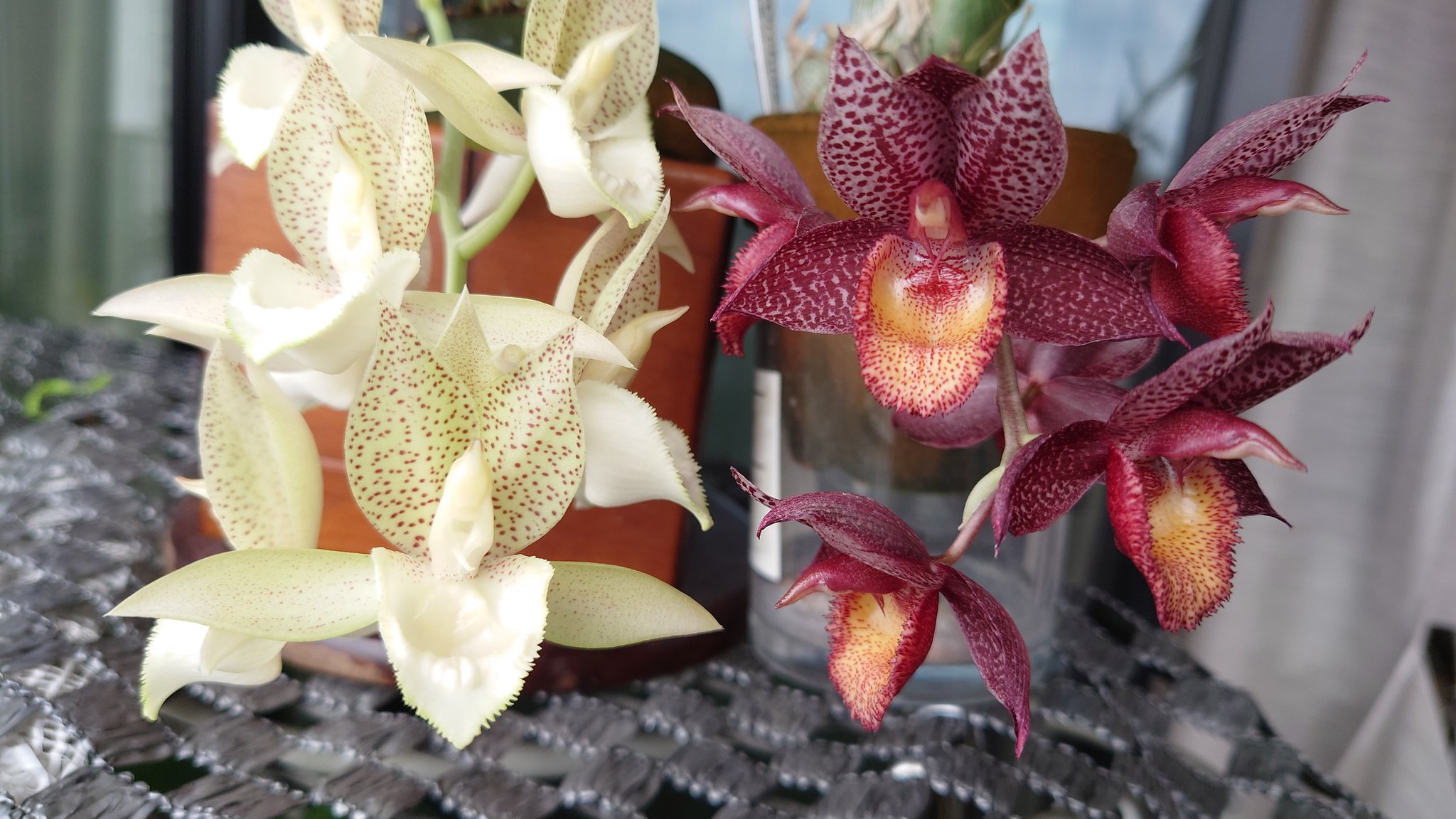 灼熱のベランダ (@ricebird_silver) / X