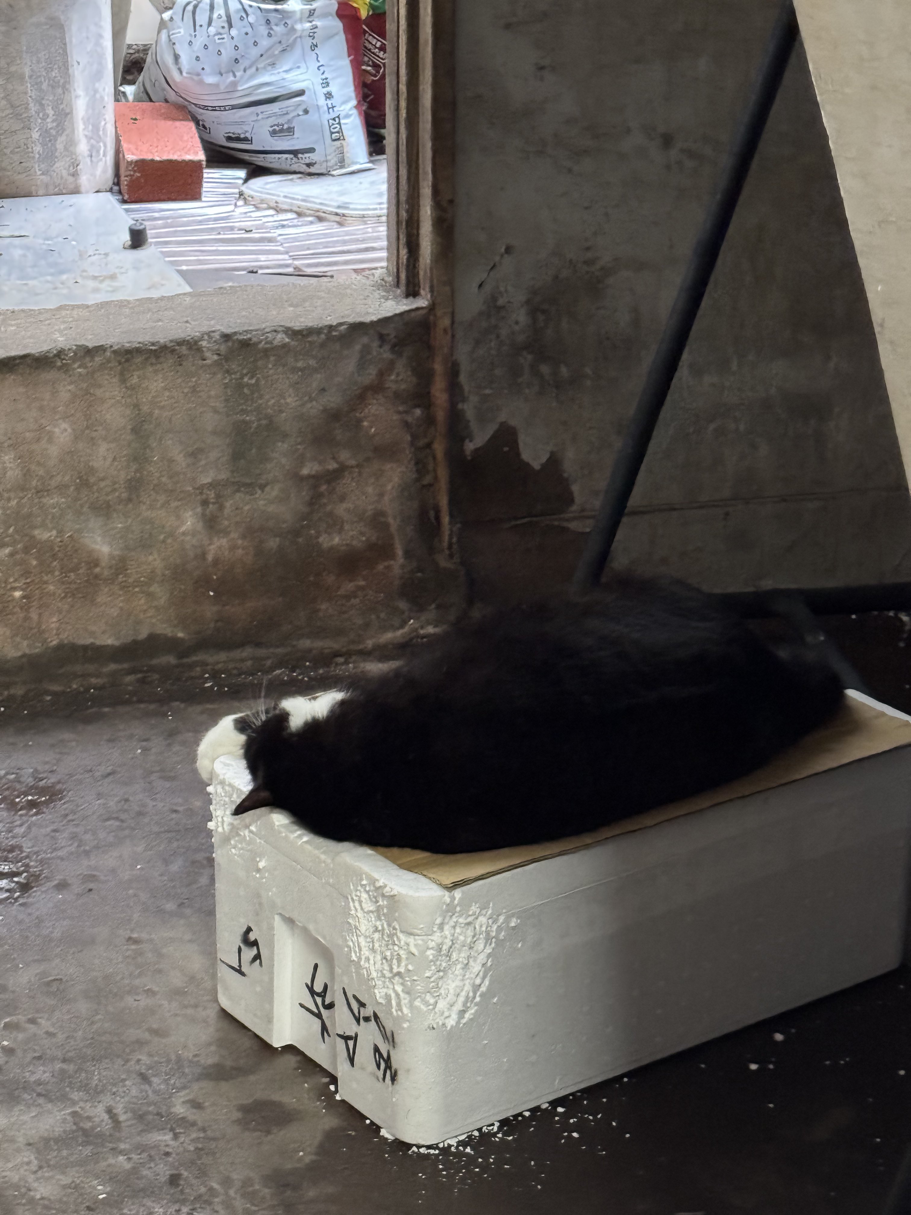 けい様　取り置き中　三毛猫ドラマー　流れ星流れるクローバー畑　Bathroom 畑に捨てられた子猫のその後】ボーちゃんが歩けるようになるまで