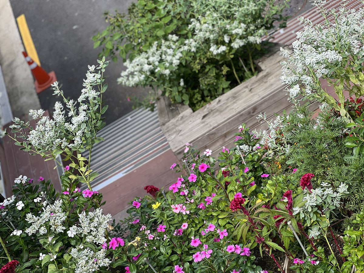 秋も花があるだよ　가을꽃