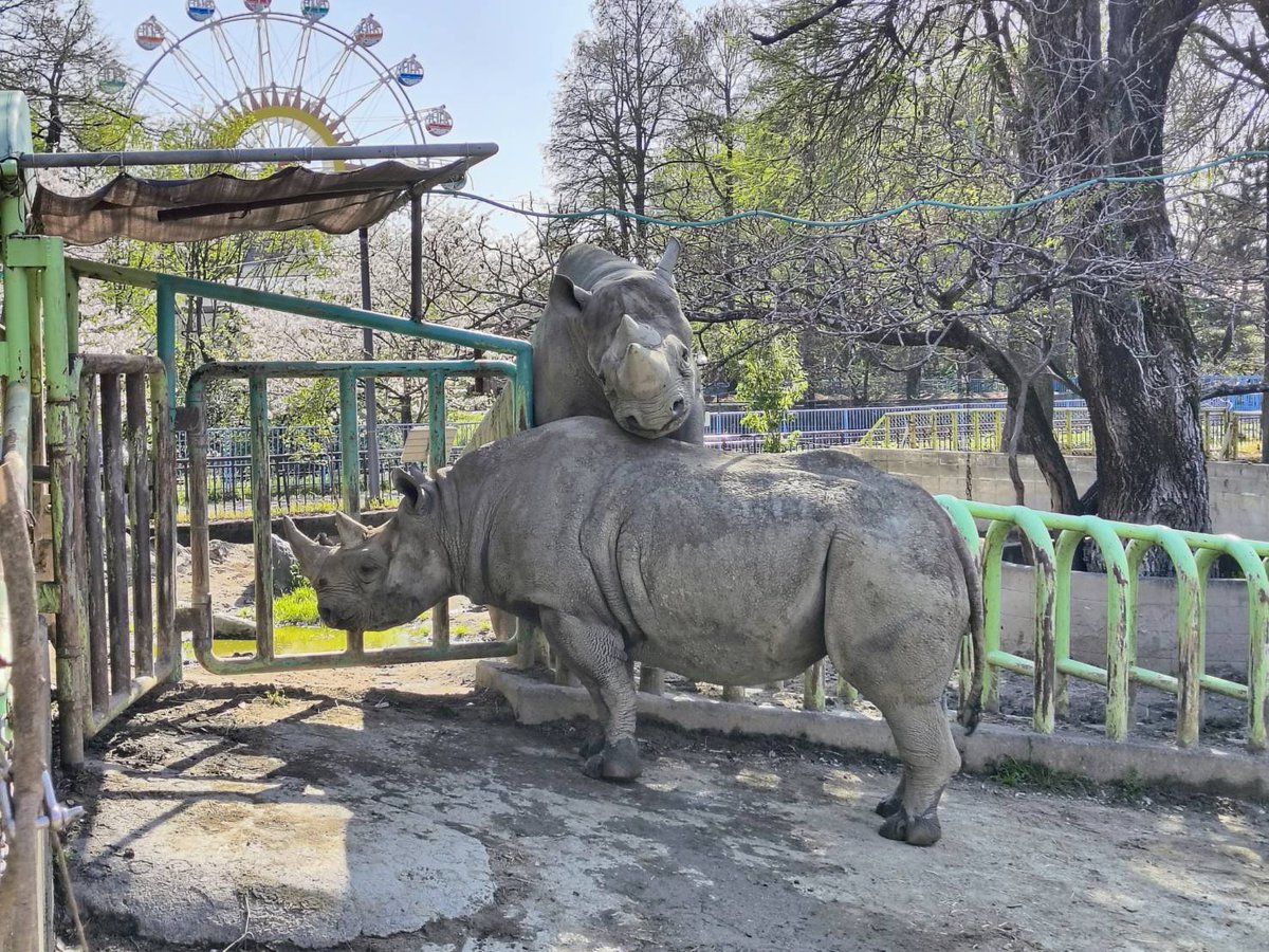 9月22日は世界サイの日(World Rhino Day)です🦏 現存する5種(シロサイ