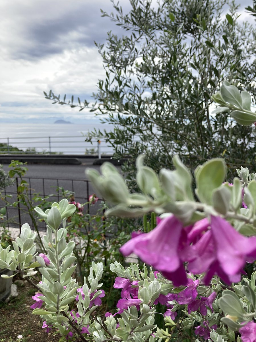 #ガーデンカフェリバージュ植物紹介

#テキサスセージ 別名　#レイコフィラム 

毎年と言うか、年に何回か咲いてくれる
今朝も気付けば、いっぱい咲いていた

#瀬戸内海 #ダッシュ島 #オーシャンビュー #石畳の道 
#ガーデンカフェリバージュ #進化するカフェ #周防大島カフェ #第二の人生