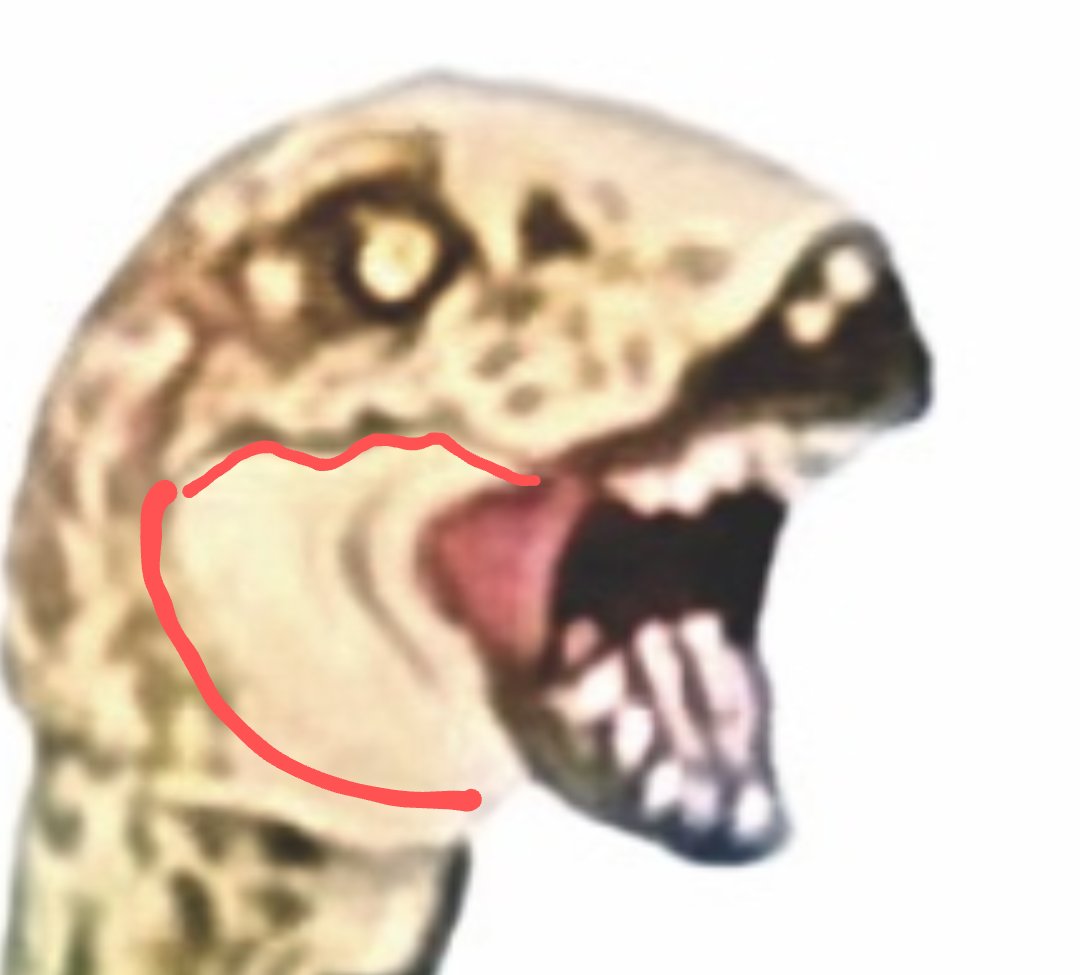 Achillobator_G's tweet image. After the recent reveal of Mattel&apos;s reveal of the Sinoceratops with swappable jaws, I&apos;ve realized this half-confirms the dryosaurus will have swappable jaws as well instead of an articulated jaw (1/2)
#JurassicWorld #Mattel #toys #dinosaurs #Figures