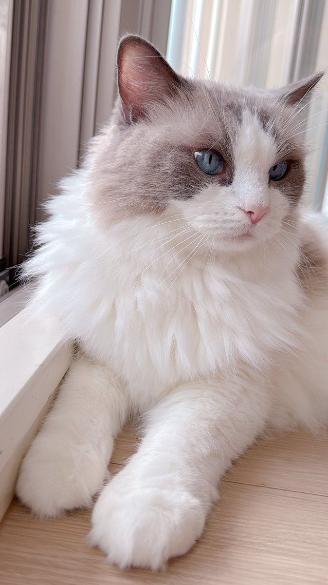 どの角度からも可愛いってなんだ♡
#ラグドール
#ほたて2025