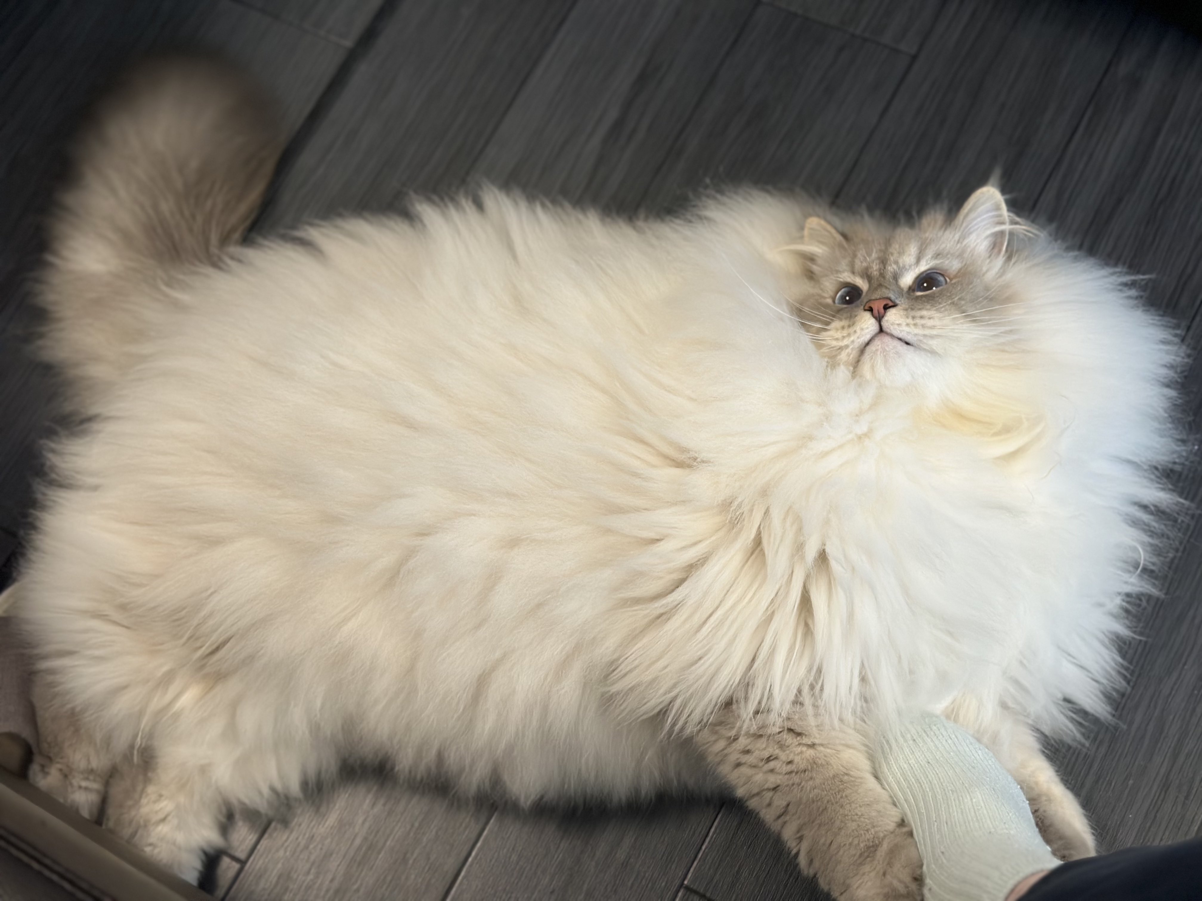 女性情報誌 FRUiTS No.154 らおうページ 依洛 (@zoro3321) / X