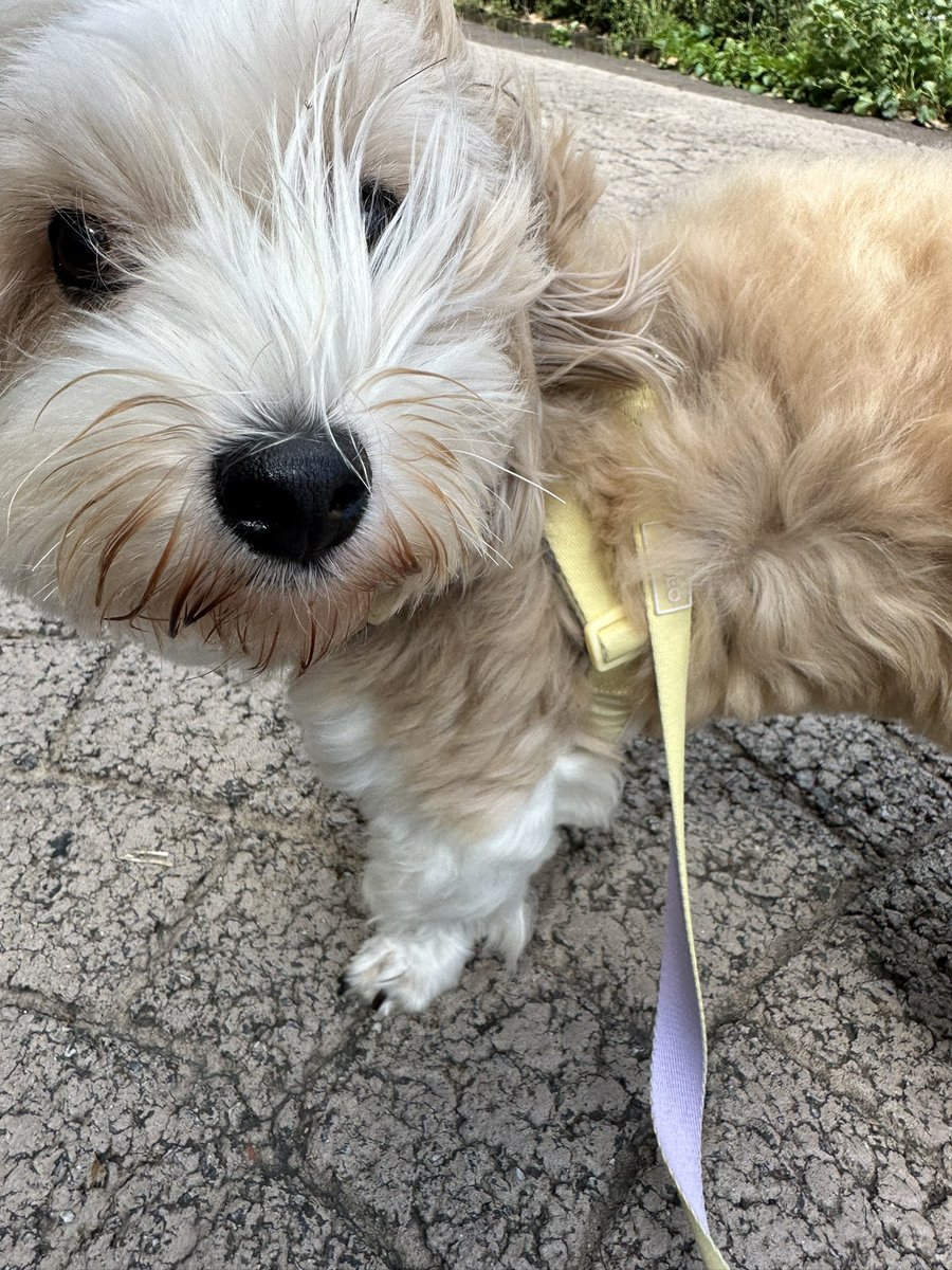 애플 (@lovelyapple1211) on Twitter photo 