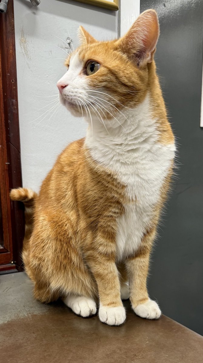 Good morning welcome to Tippetty tap tap Thursday 

Leave yesterday’s tears behind, and step into today with hope in your heart and eyes open to its endless possibilities

Wipe away what was, and embrace all that today can be.

#cats #cats #Cat #CatsOnTwitter #CatsOfTwitter