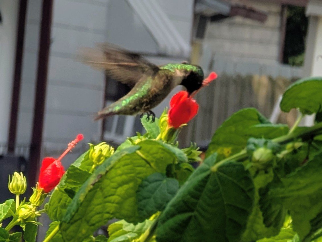 The Original Timmy Chan tweet media