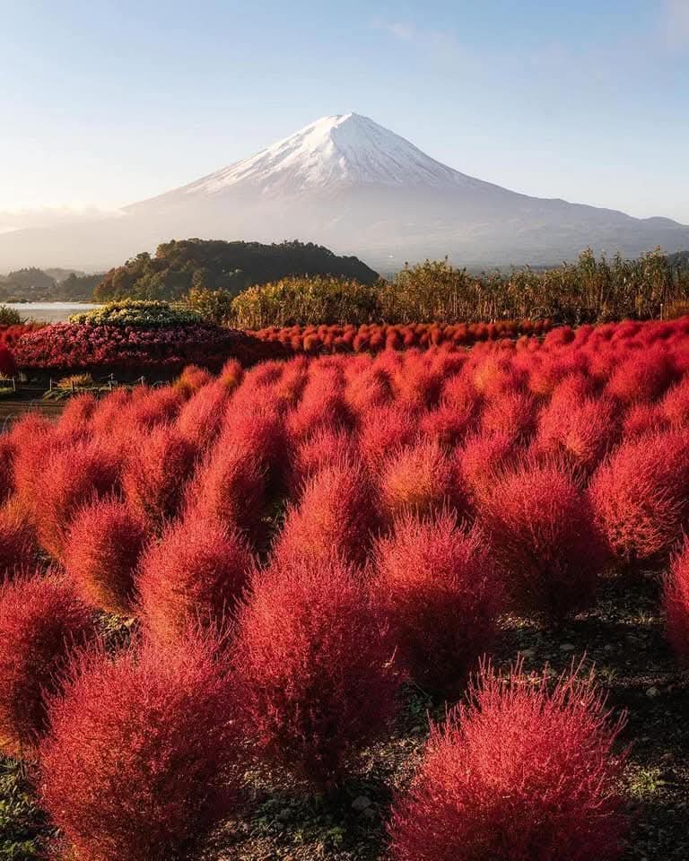 From Japan ... 🍁🌺🍂

📸 : daisukephotography