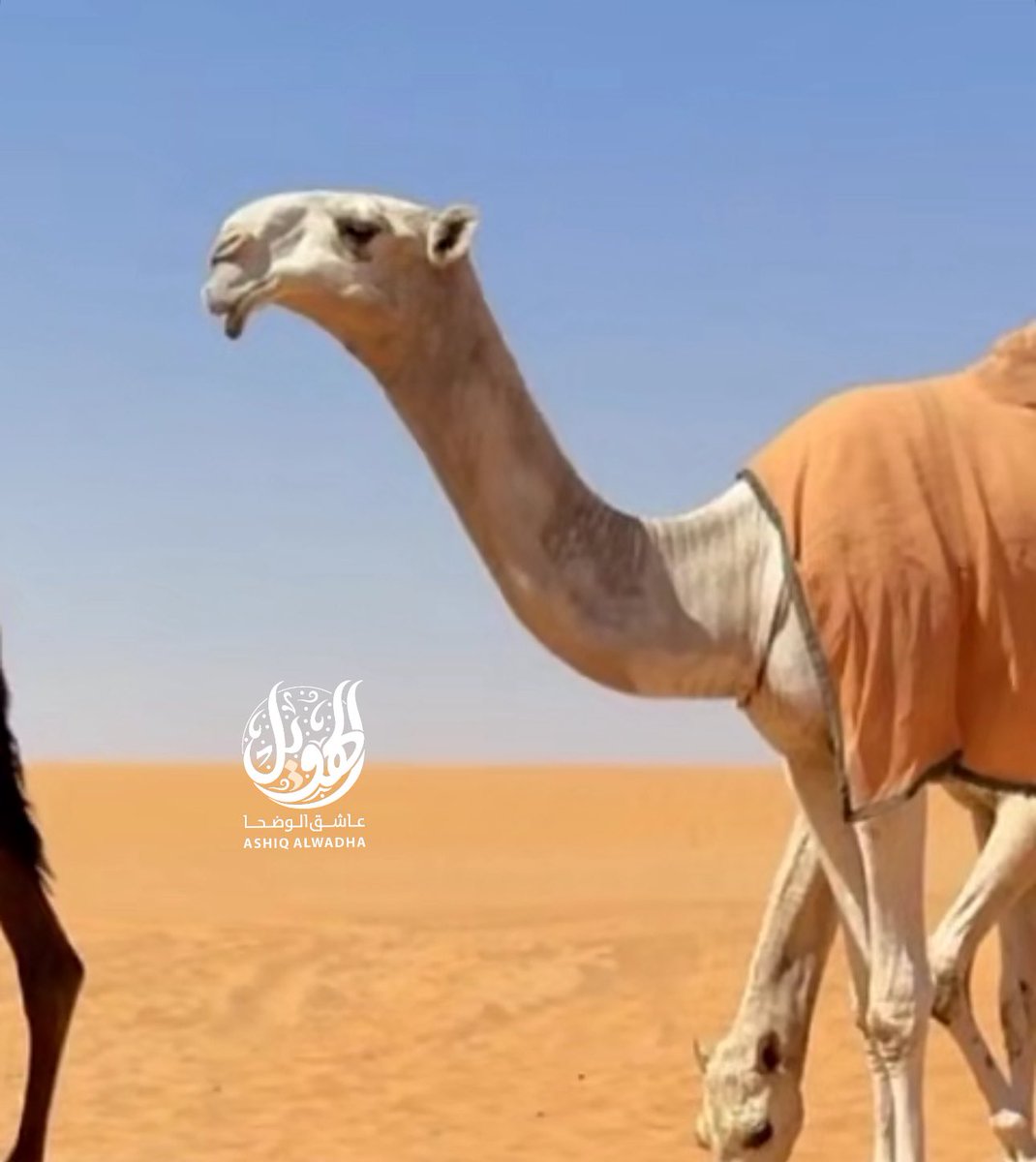 فارس سعود ابن صحران tweet media