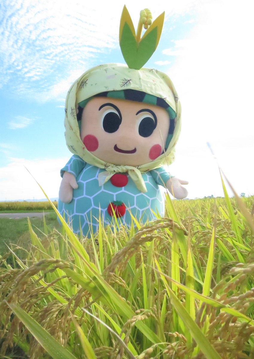 おはようございます（。∂◡∂。🌾）

今日もいいお天気🌞
津軽の田んぼは、
稲刈りが忙しくなってきました

暑い日が続いてこの夏
刈り取りはいつもより
１週間以上早いみたい

農家の皆さん
農作業気つけてね♡

がんばってください♡

どすこい(*^-^*)