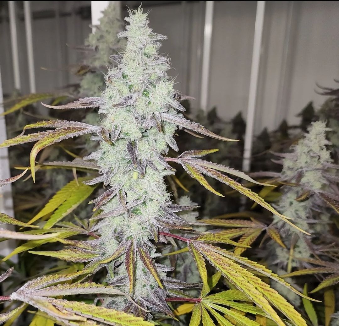 Capulator tweet media