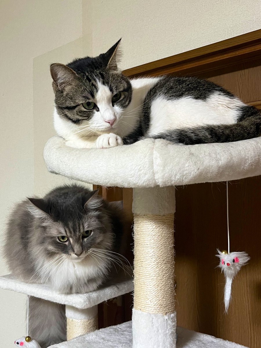 <a href="/MyKOXI3ixfIU2wb/">まさ</a> 突然のご連絡失礼致します。
うちの猫見てください。
よろしくお願い致します。