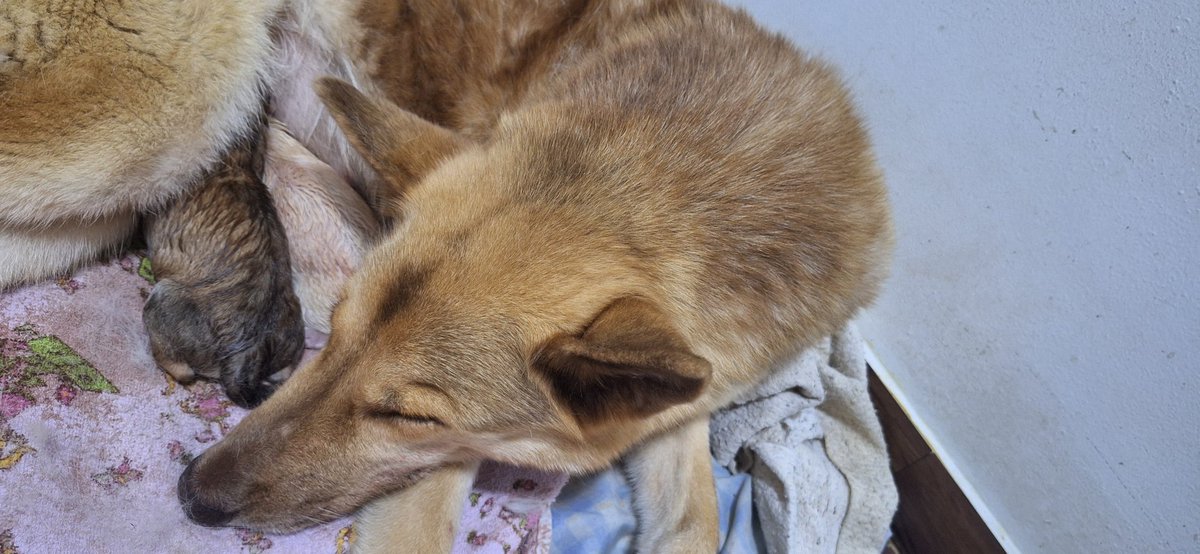 A mamãe do ano está a mimir