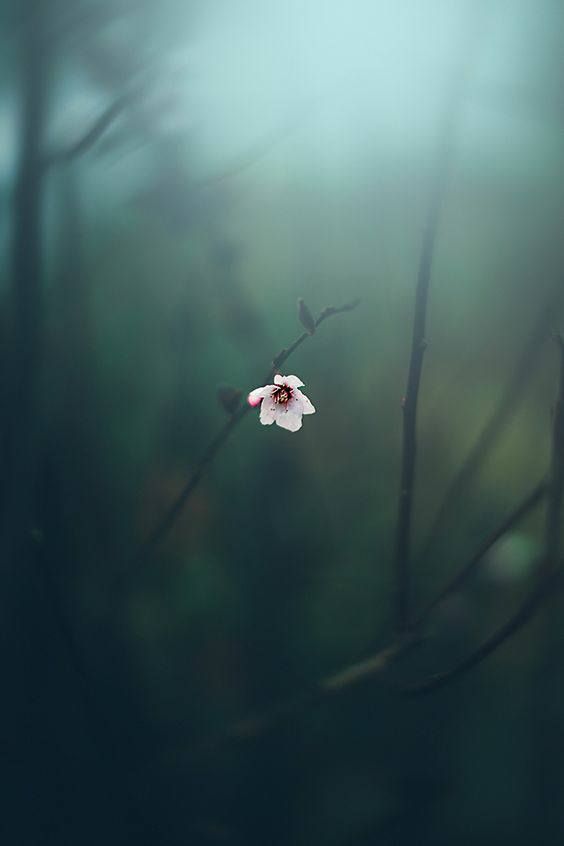 calm_greenry's tweet image. Small blossom, big serenity ❣

#NaturePhotography #Serenity