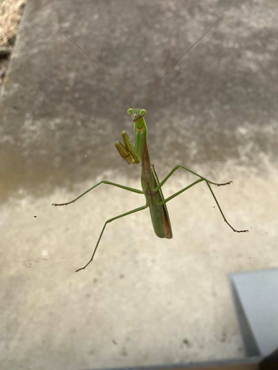 🏠出るところのガラスににカマキリが居た〰︎
カマキリ見るの何年ぶりかなぁ？
裏側からも撮ったら、なんかリアル😅
こっち見てたw