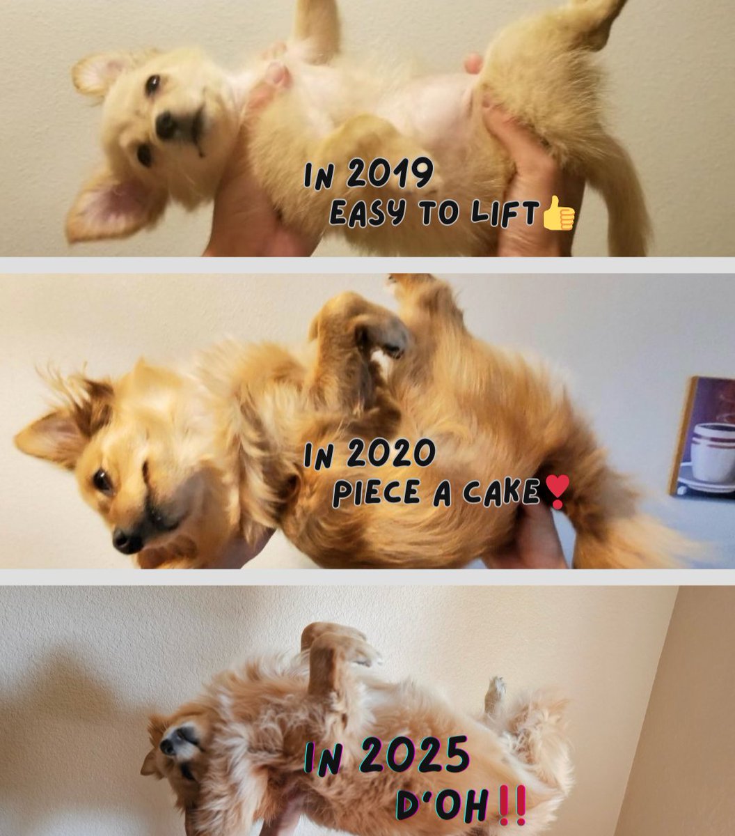6 years ago - easy lift🐾

Now - full workout🏋

Still the sweetest weight I've ever carried 💖

#doglover #cutedog #Chibi 
#cutepet #dogmom #puppy 
instagram.com/chibibabychan/