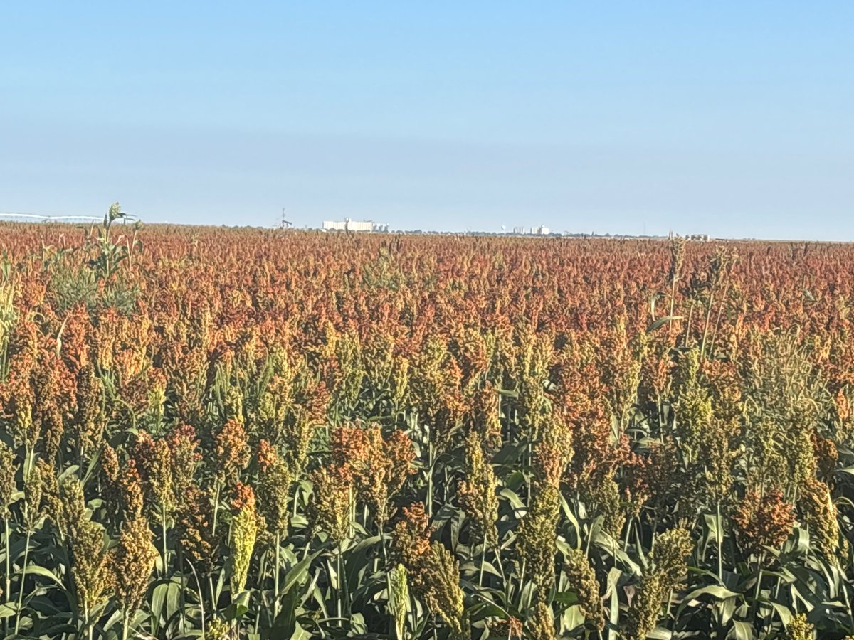 This <a href="/AdvantaSeedsUS/">Alta Seeds by Advanta</a> IG2168 is looking like a rockstar this year south of Sublette, Ks.   Planted on 30” rows and can barely row it.  Great herbicide tolerant option for irrgated acres planted into corn stalks.  <a href="/haasseedllc/">Haasseedllc</a>