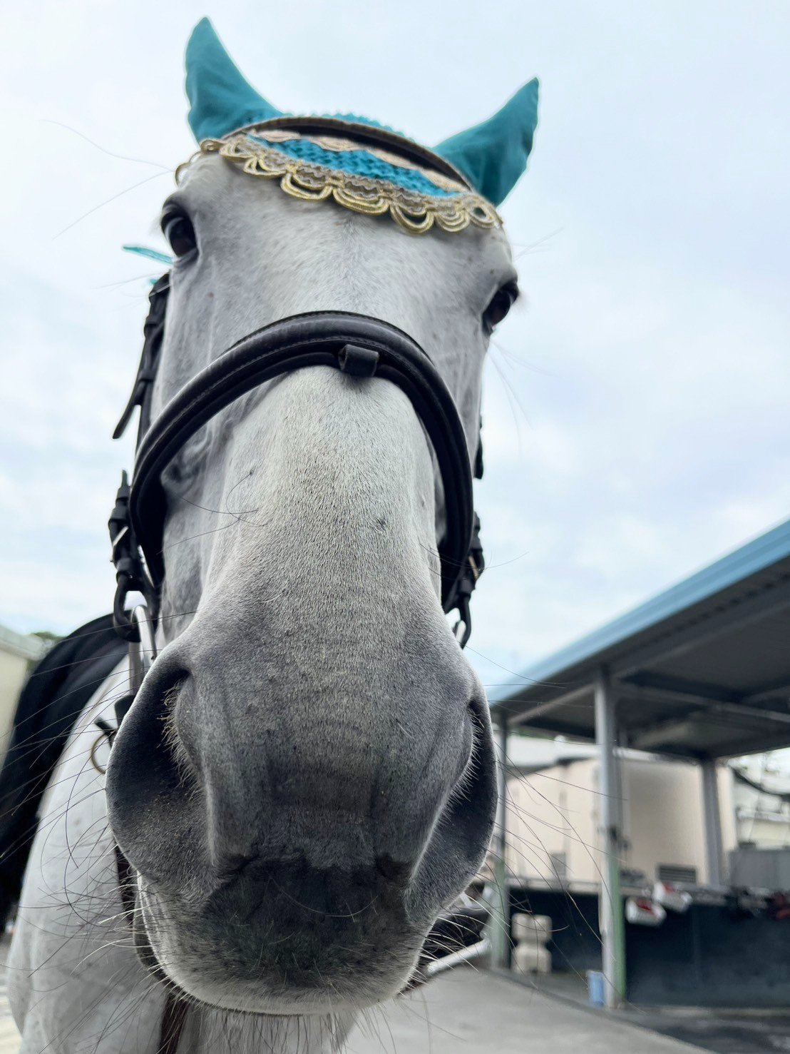 競馬の極み 2025モデル】アシックス 野球 ポイントスパイク スターシャイン3