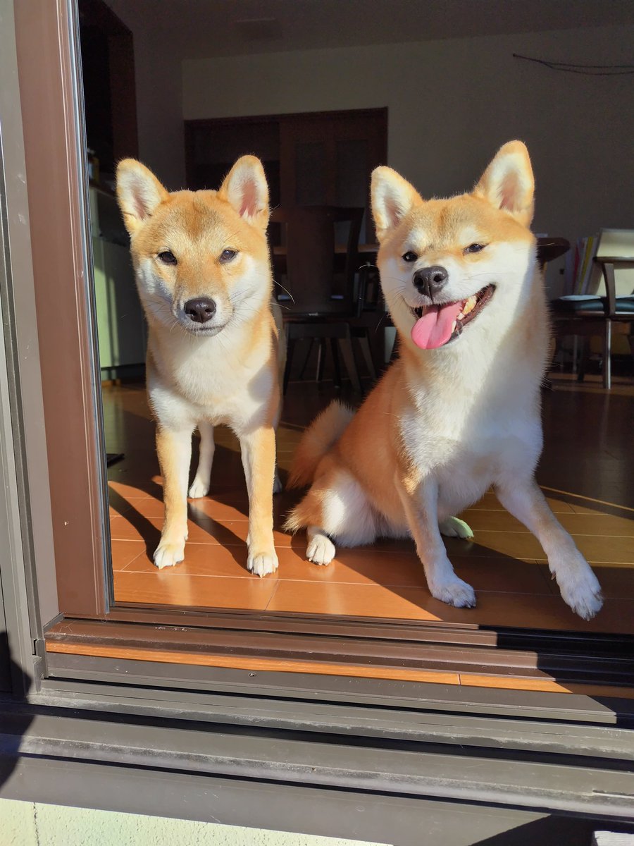 chacha4288's tweet photo. @otogusuri ワンちゃんお散歩とっても嬉しそうですね😆私も時々ペットシッターを引き受けてますよ、柴犬二匹🐕️🐕️犬ってお散歩大好きですよね https://t.co/3VfOUyAtDN