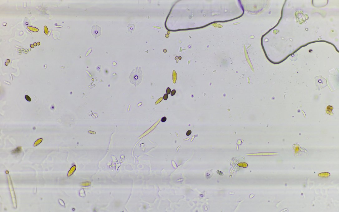 BioScout tweet media