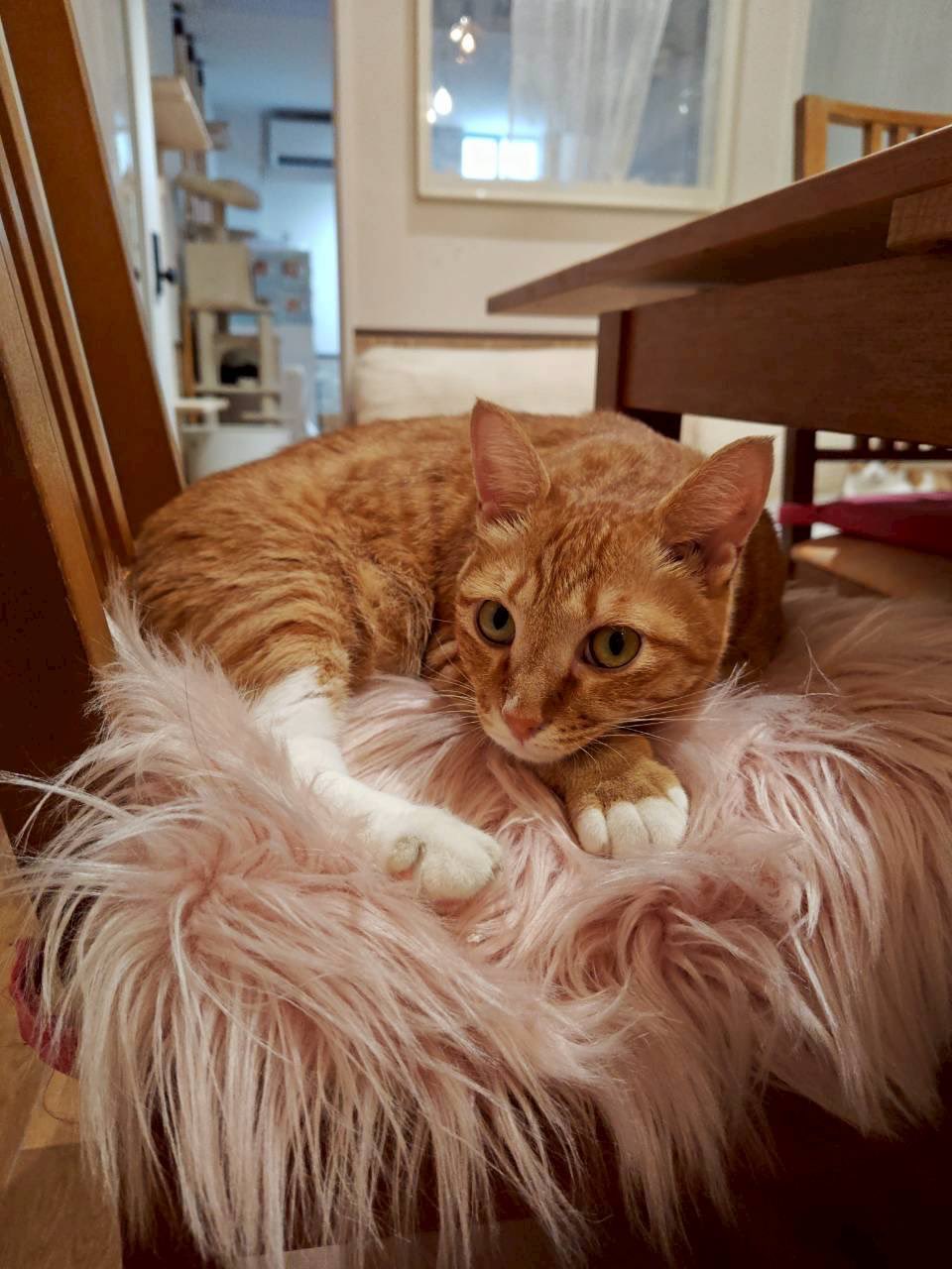 にゃんこカフェ にゃんこカフェ(譲渡型保護猫カフェ) (@nyankocafe22) / X