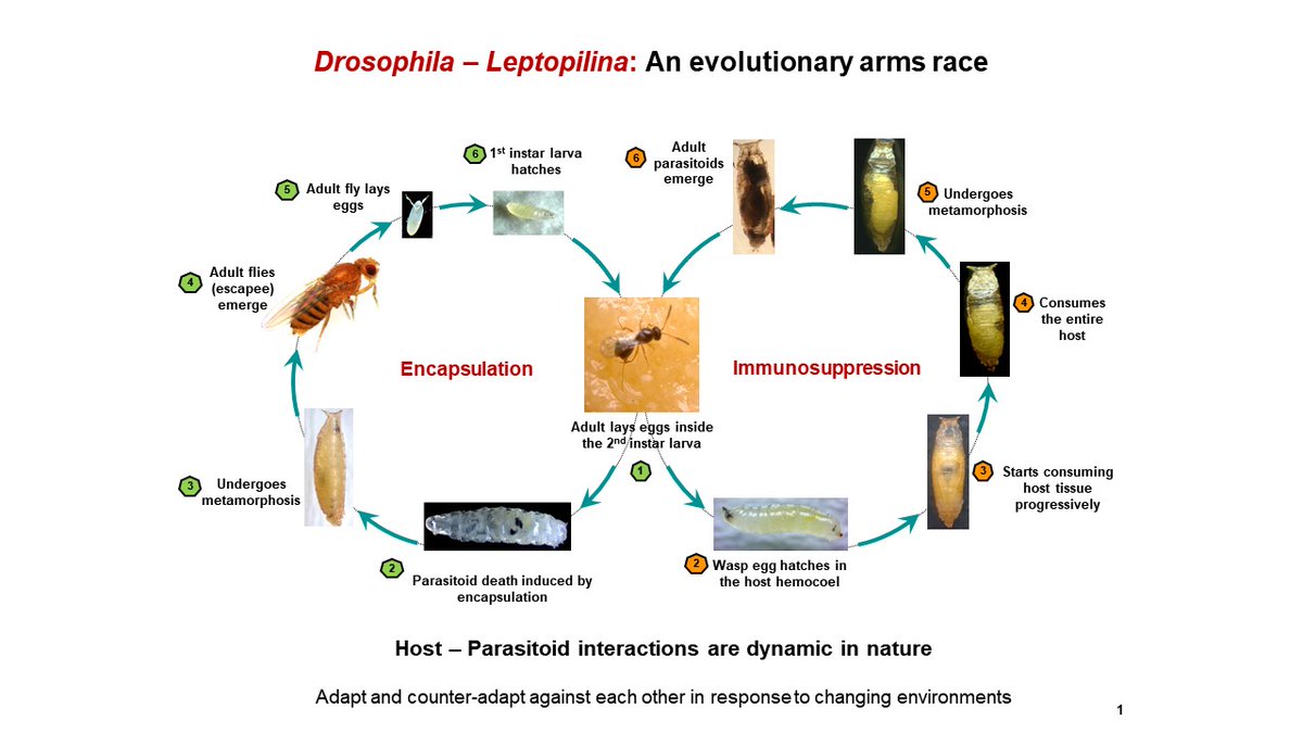 CSIR-CCMB tweet media