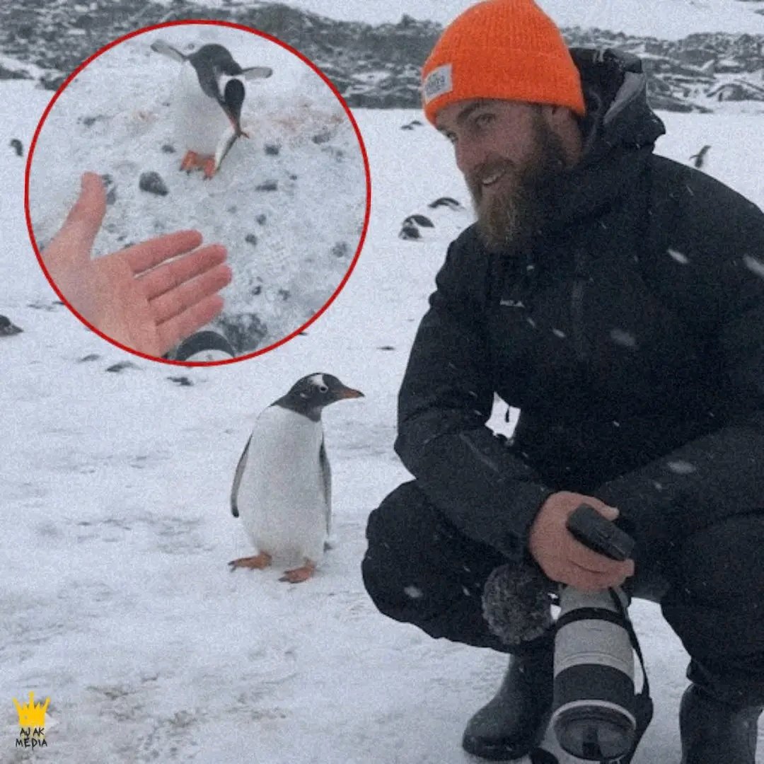 Mr Commonsense (@fopminui) on Twitter photo A professional photographer went to Antarctica to capture penguin migration but left with an unexpected best friend. Each day for a week, as he set out to shoot, one penguin would quietly waddle away from the colony and sit right beside him. It never made a sound, just glanced at A professional photographer went to Antarctica to capture penguin migration but left with an unexpected best friend. Each day for a week, as he set out to shoot, one penguin would quietly waddle away from the colony and sit right beside him. It never made a sound, just glanced at