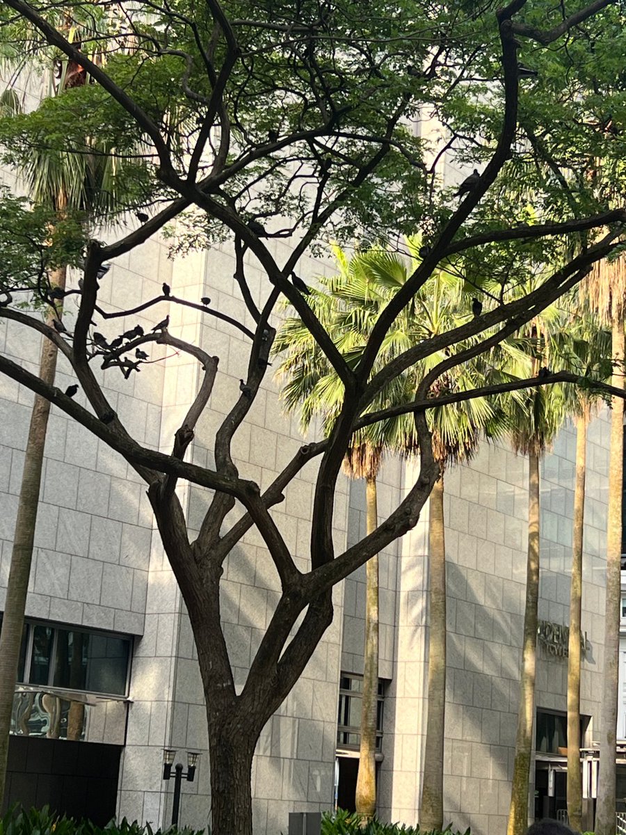 ときどき小鳥になりたくなります。