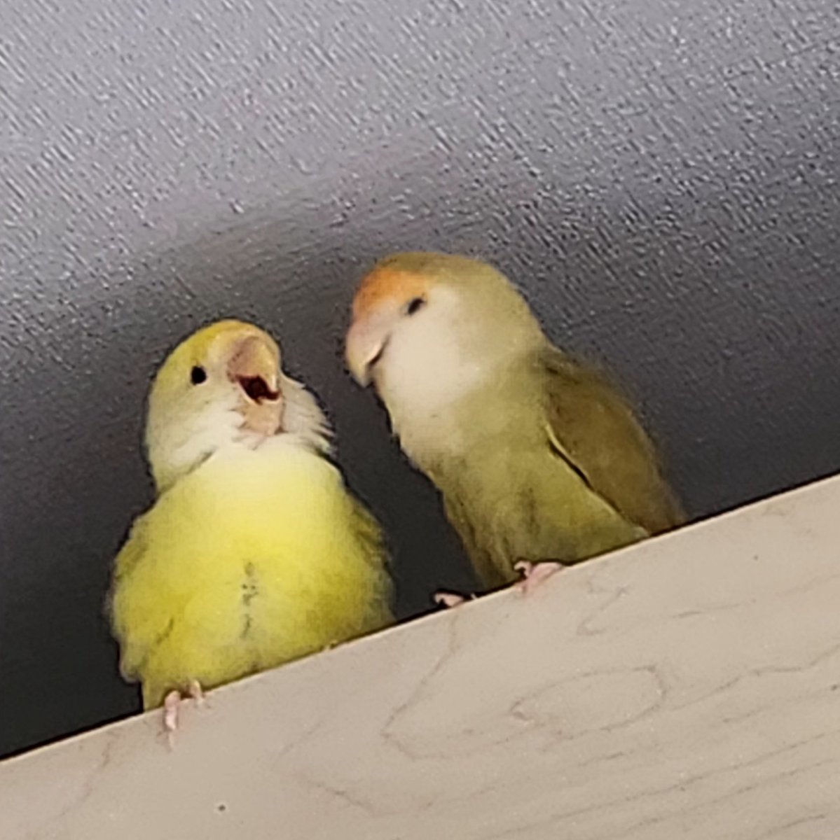 무슨 얘기를 그렇게 재밌게 하는거니🥰🥰