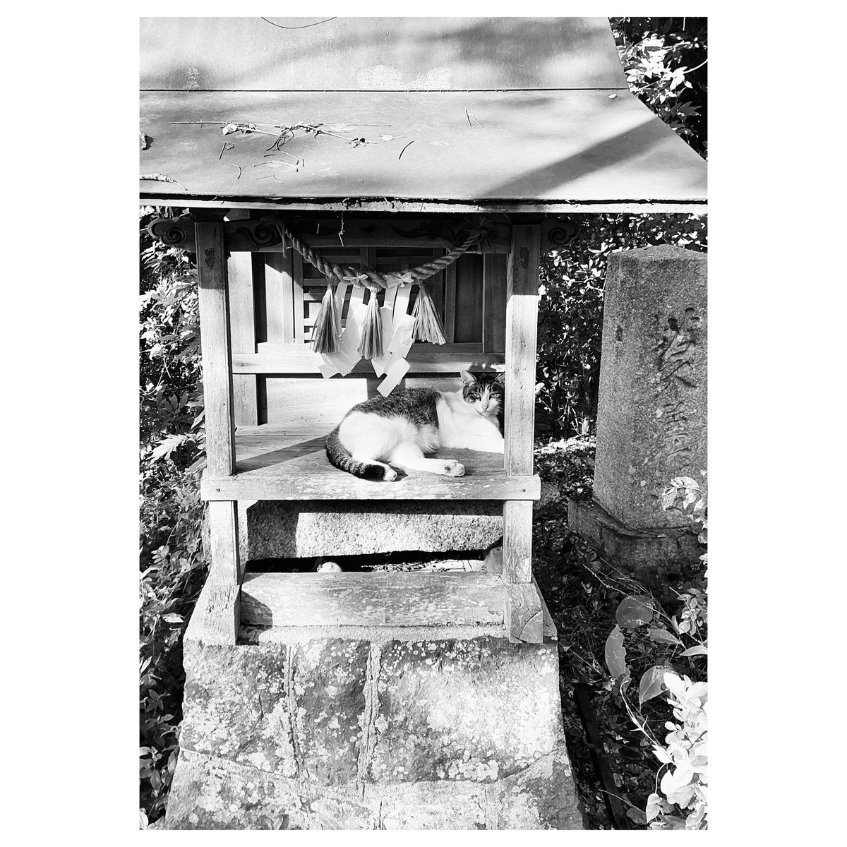 gorotsuki_dai's tweet photo. 宮司

#shrine #deepjapan #monochrome https://t.co/k4PIxEgU4c