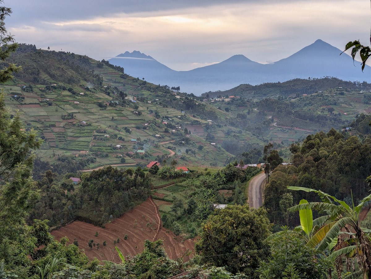 Ingagi Muzindi 🇷🇼🇷🇼 (@uwasevincent1) on Twitter photo Where are you tweeting from?
Me: Reporting live from the headquarters of Coffee, Mines, sugarcanes, pineapples and amazing views.
Good morning from <a href="/GakenkeDistrict/">Gakenke District</a> | Kamubuga Sector ! 
Drop a picture of your location… let’s see if your view can beat mine 📸
#VisitGakenke Where are you tweeting from?
Me: Reporting live from the headquarters of Coffee, Mines, sugarcanes, pineapples and amazing views.
Good morning from <a href="/GakenkeDistrict/">Gakenke District</a> | Kamubuga Sector ! 
Drop a picture of your location… let’s see if your view can beat mine 📸
#VisitGakenke