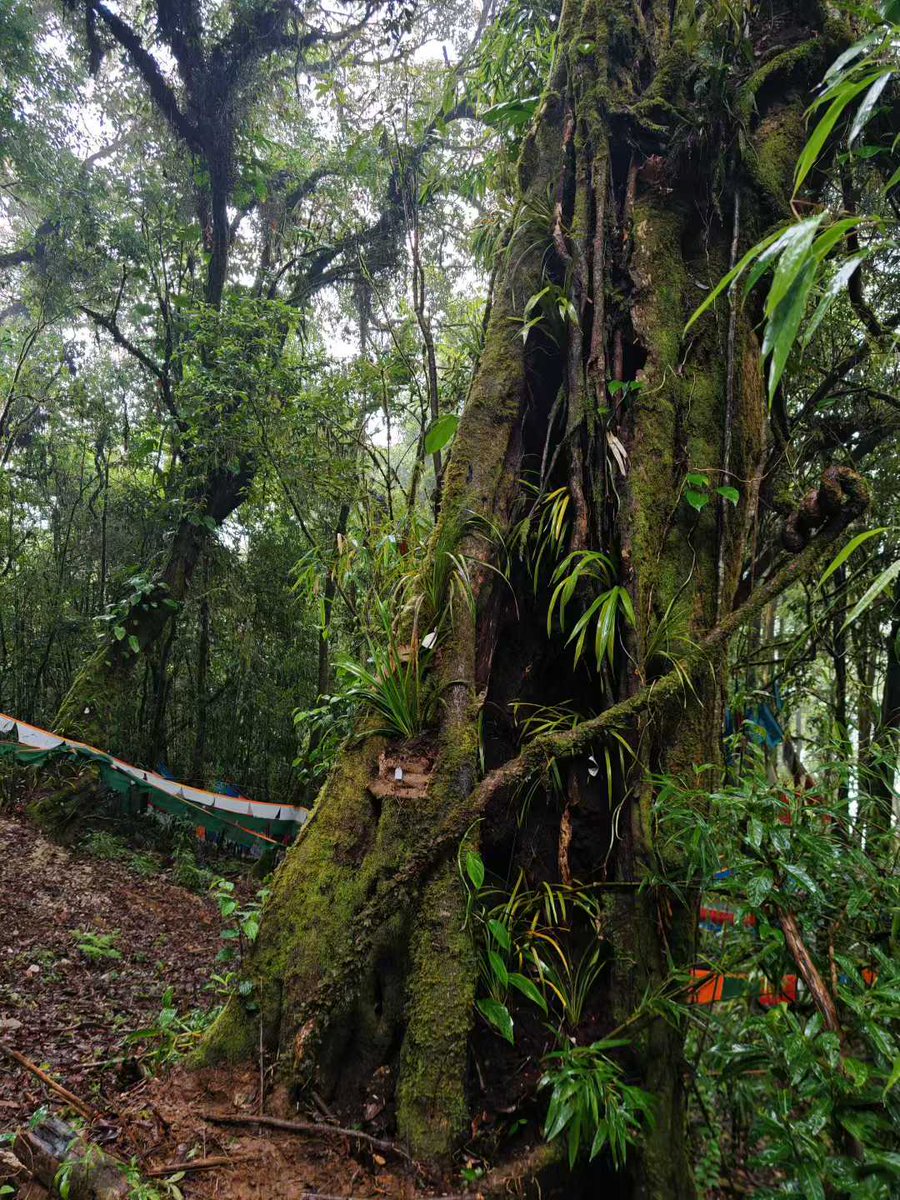 ShanCenter's tweet photo. In Gelin Village of #Medog, 340 #orchids were “sent home” to the forest—villagers voluntarily donated orchids they’d cared for for years. With 5 years of guidance &amp; growing trust, reintroductions are thriving. Perhaps the truest form of conservation is this kind of gentle care. https://t.co/B3AOFE2EXv