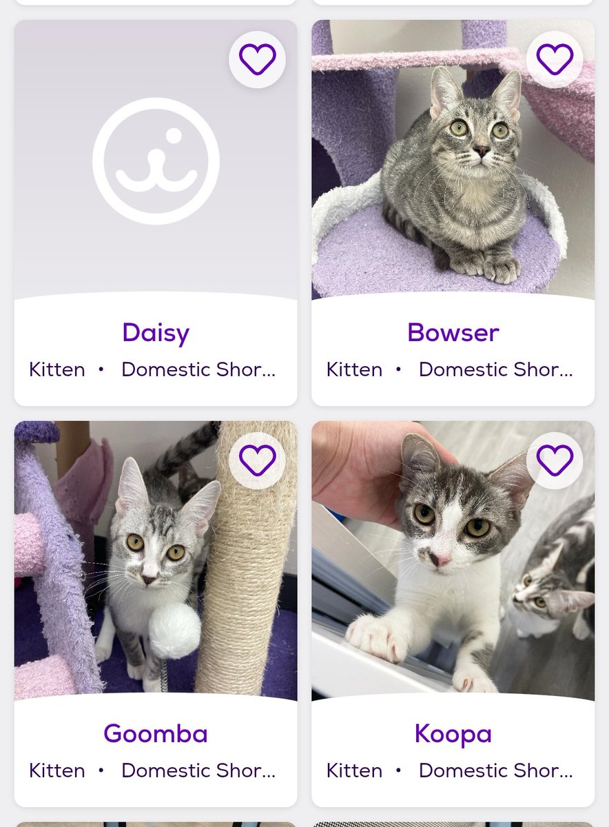 sinamocha_'s tweet photo. MORE CATS! HOW IS CHILLI STILL HERE. HOW IS SUNDAE STILL HERE. 

AGAIN. MORE CATS. WE EVEN HAVE A UTIqueen should you want @oreoeocat  of your own. 

Please adopt. https://t.co/8lD6VzJisC