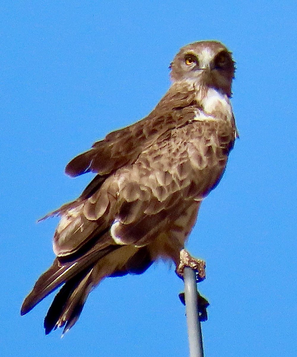Out on the Alentejo plains with a traditional Portuguese banquet for lunch, the bird of the day was this fine young Spanish Imperial Eagle. Also on the day: Griffons, Cinereous, Bonelli's Eagle, Osprey, Short-toed Eagle &amp; Honey Buzzard. <a href="/naturetrektours/">Naturetrek</a>
