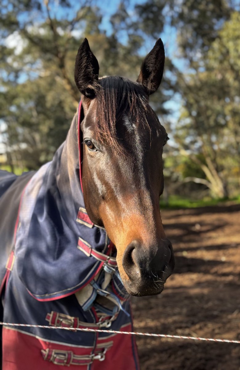 Back to the races tomorrow for sweet face Swift Circle, he had a short holiday, trialed really well and his work has been great since 💙💜💛🤞🏻🤞🏻