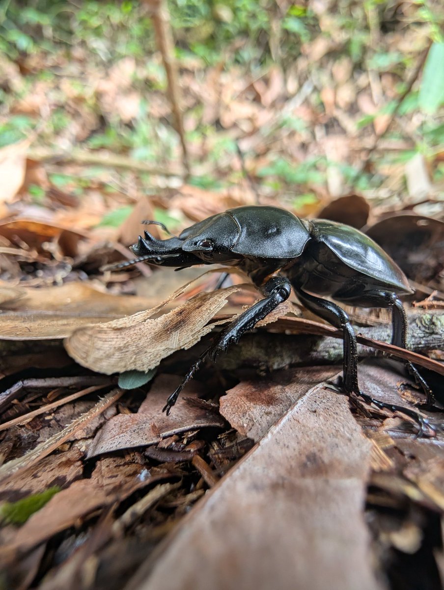 Zyinsecta's tweet photo. 睽違已久的日型大龍牙圓翅 https://t.co/96VpAdUSbd