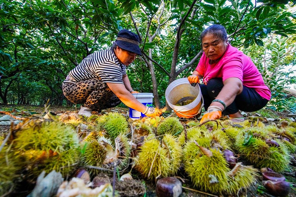 Chestnut harvest season is here in Zunhua, Hebei!
Branches heavy with shiny chestnuts, orchards buzzing with farmers at work — autumn at its best.
In recent years, Zunhua has turned barren hills into chestnut groves, greening the land and boosting incomes. Over 30,000 hectares