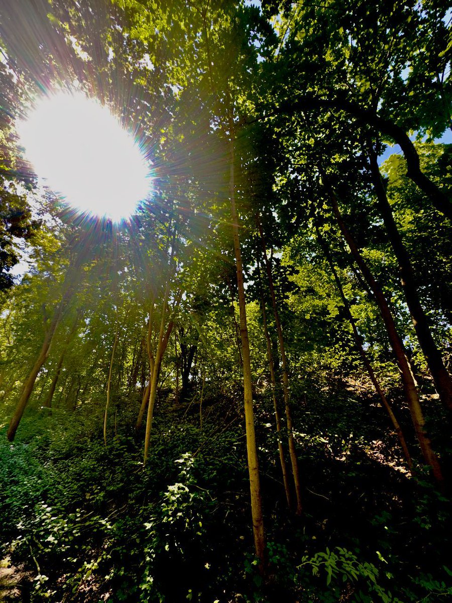 gm!
"Coming Through"
The sun does its best to make find its way through the trees.